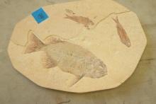 Large Fish Fossils