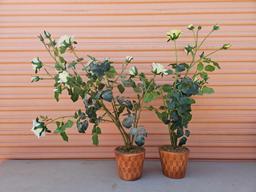 Pair of Artificial Rose Plants, ceramic pots