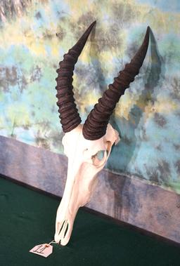 African Topi Antelope Skull Taxidermy