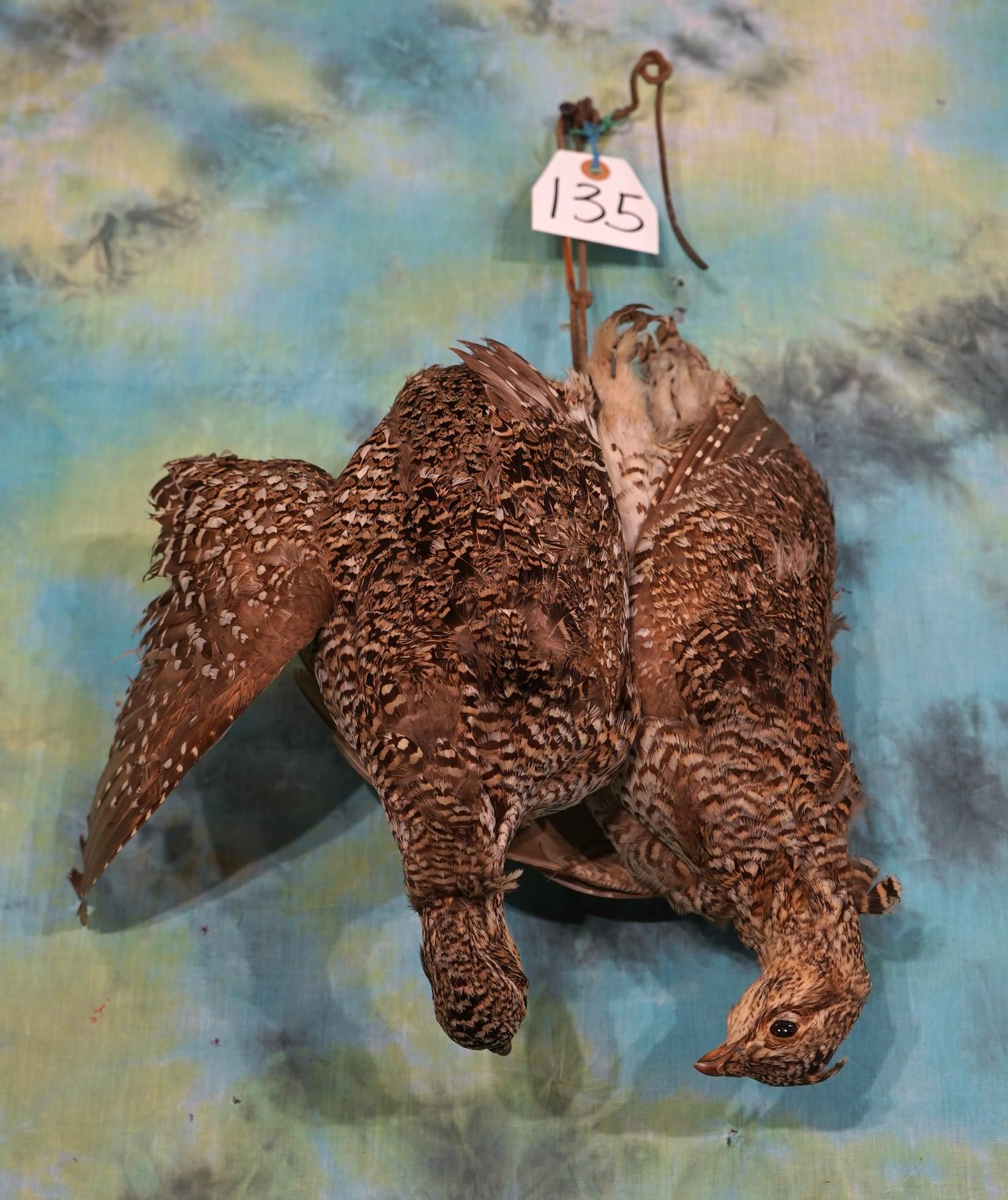 Pair of "Hanging Dead" Ruffed Grouse Taxidermy Bird Mounts