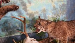 Pair of Bobcat Full Body Mounts in Natural Habitat Scene Fighting