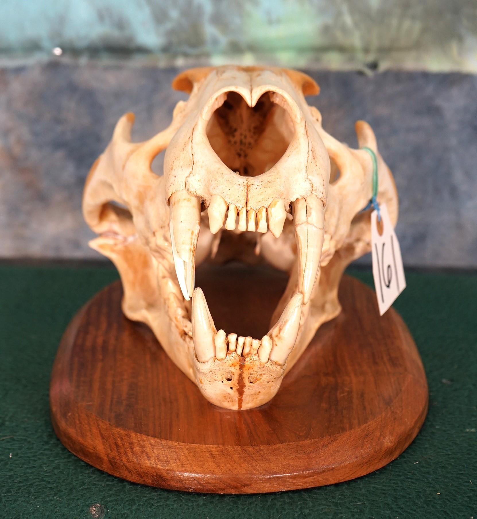 African Male Lion Skull on Plaque Taxidermy Mount **TEXAS RESIDENTS ONLY!**