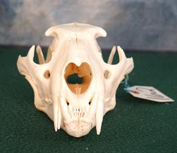 African Male Leopard Skull Taxidermy **TEXAS RESIDENTS ONLY!**