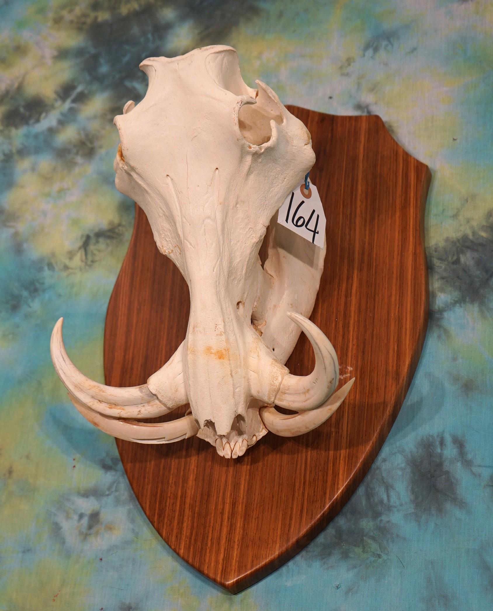African Warthog Skull on Panel Taxidermy