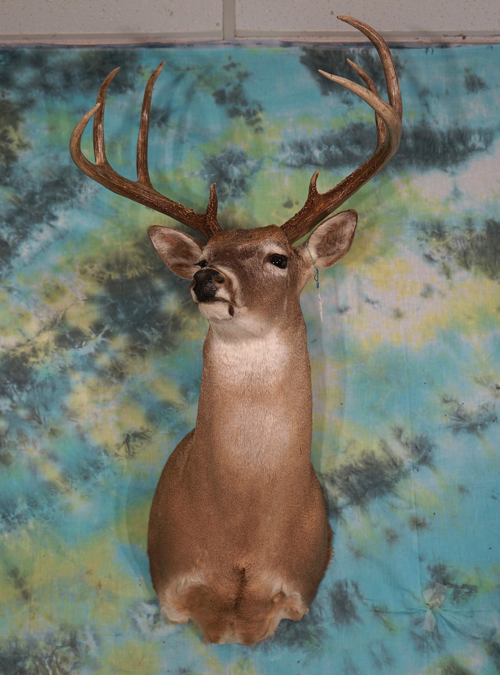 8pt. Whitetail Deer Shoulder Taxidermy Mount