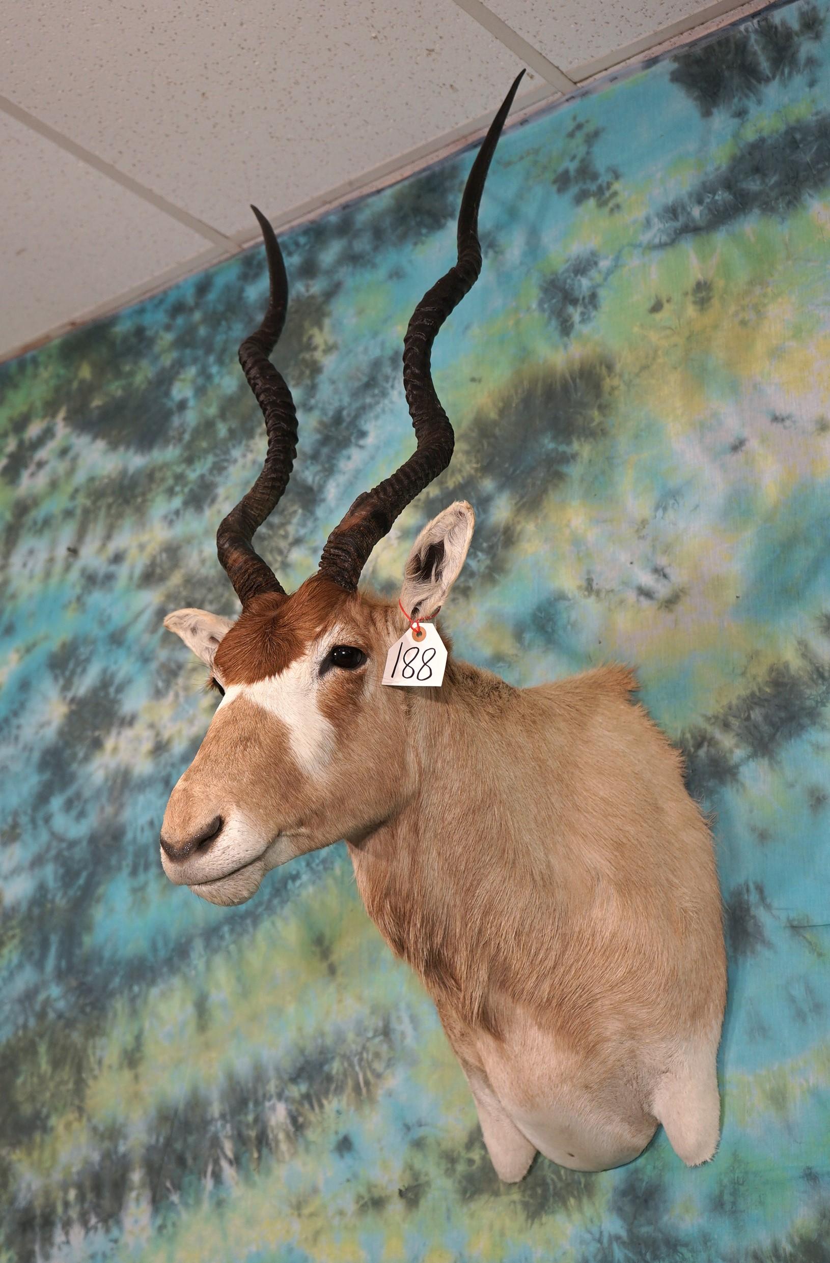 Beautiful African Addax Antelope Shoulder Taxidermy Mount