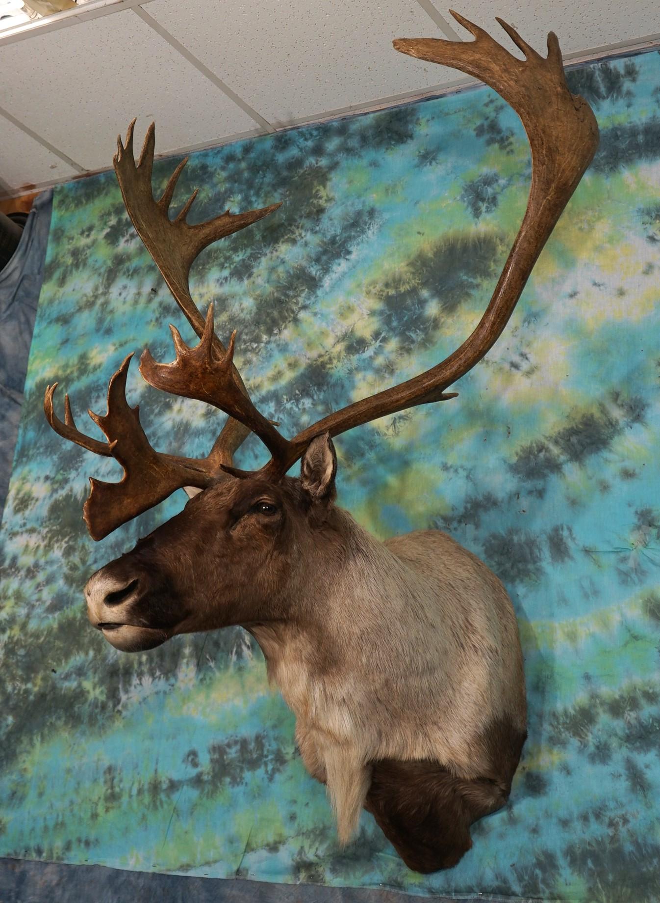 Gorgeous Mountain Caribou Shoulder Taxidermy Mount