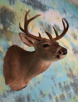 Coues Deer Shoulder Taxidermy Mount