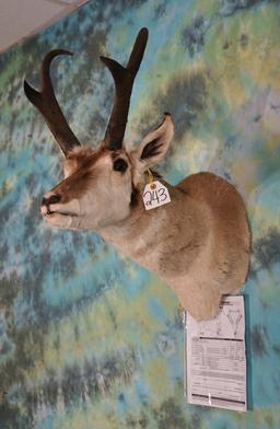B & C Awards Book net 80 Pronghorn Antelope Shoulder Taxidermy Mount