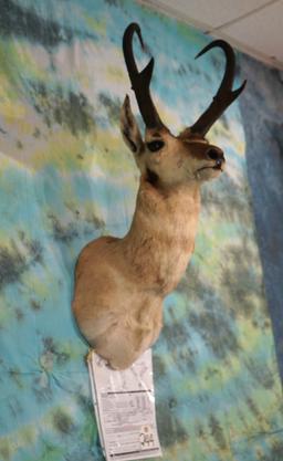 Boone & Crockett net 83 6/8" Pronghorn Antelope Shoulder Taxidermy Mount