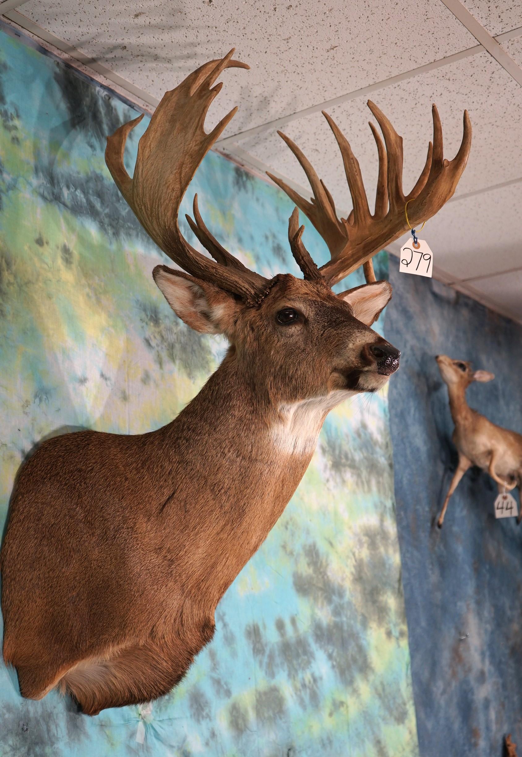 Big 19pt. Non-typical Whitetail Deer Shoulder Taxidermy Mount