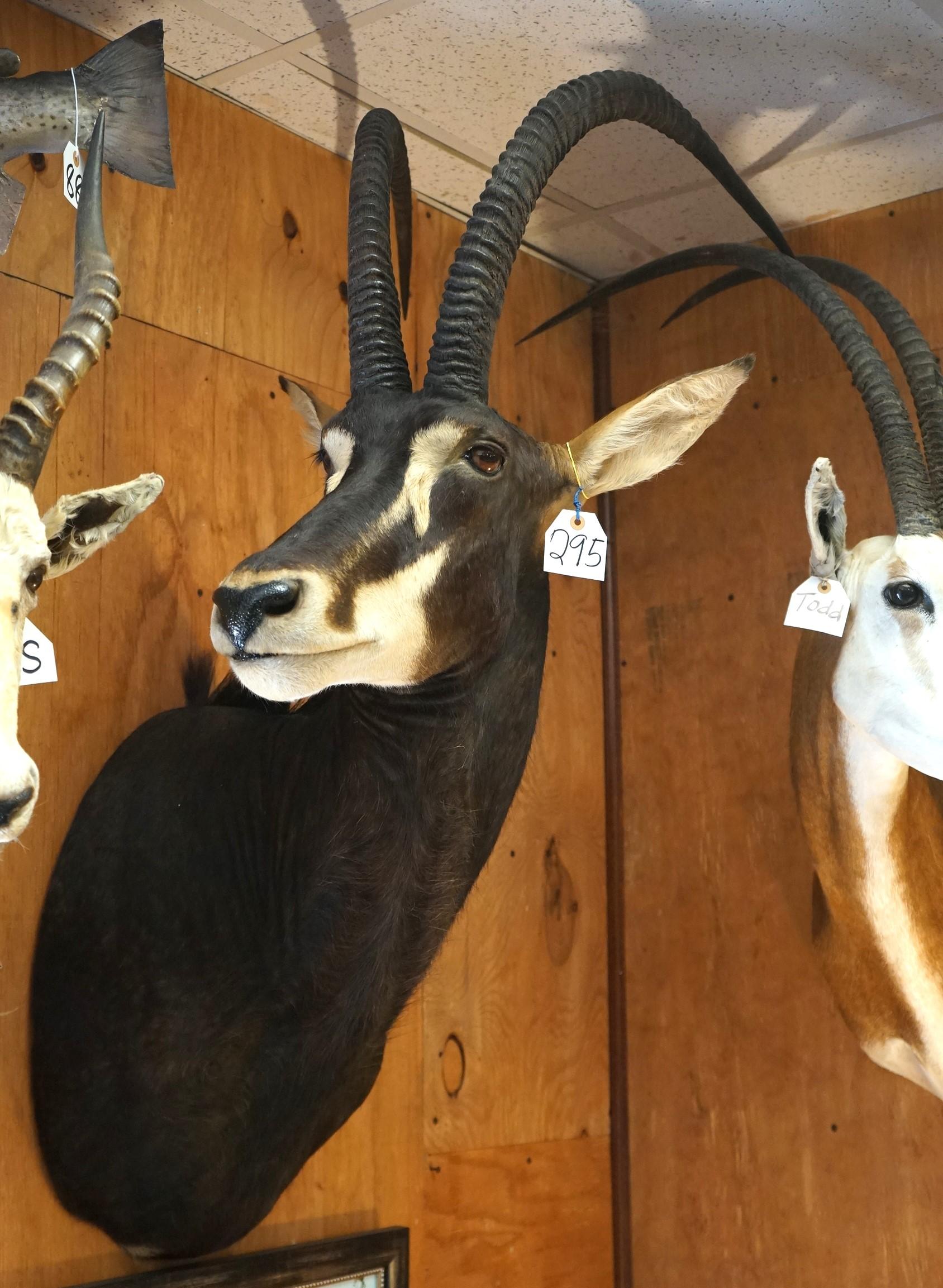 African Sable Antelope Shoulder Taxidermy Mount