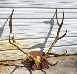 6 x 6 Elk Antlers on Plaque Taxidermy Mount