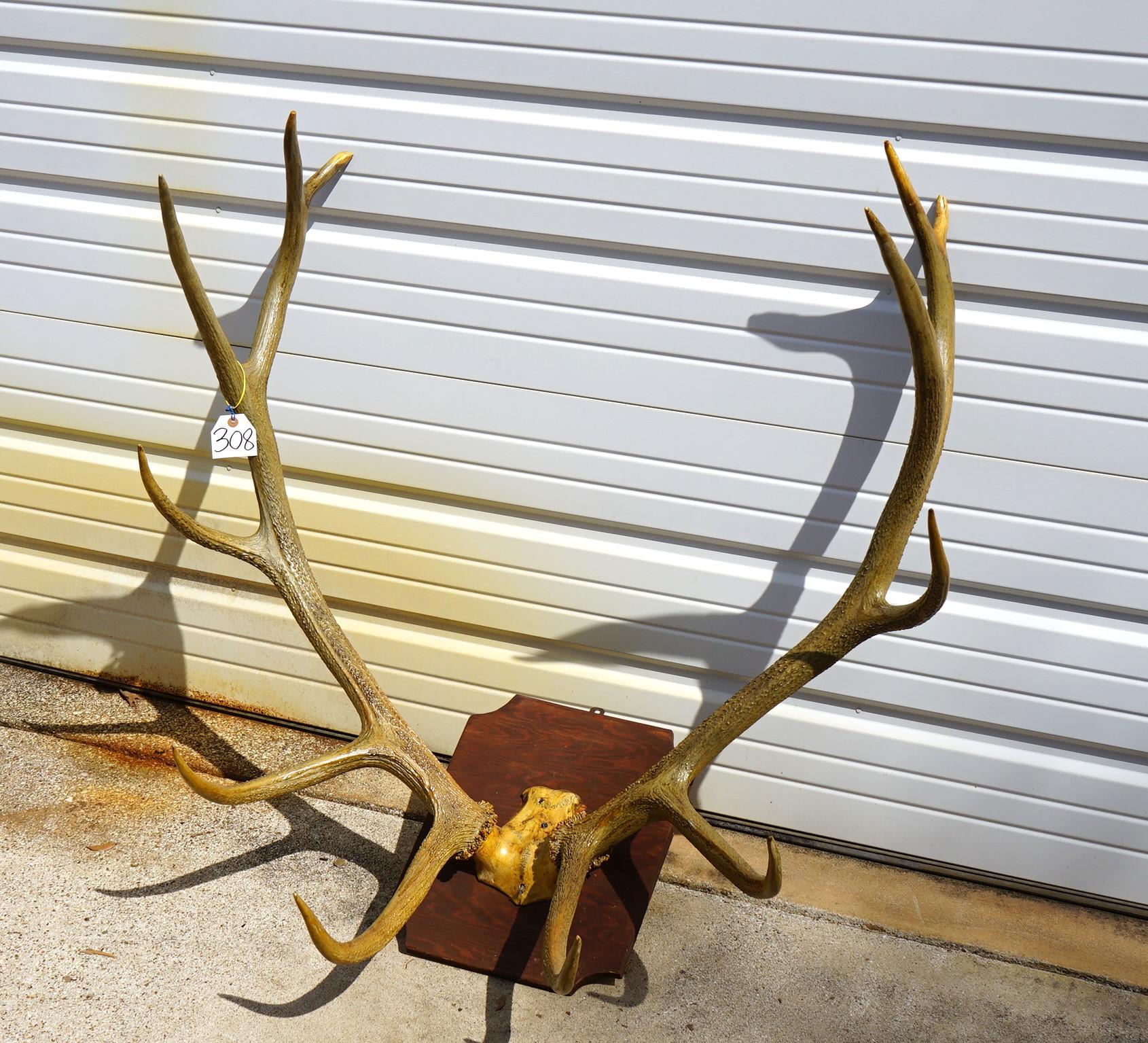 6 x 6 Elk Antlers on Plaque Taxidermy Mount