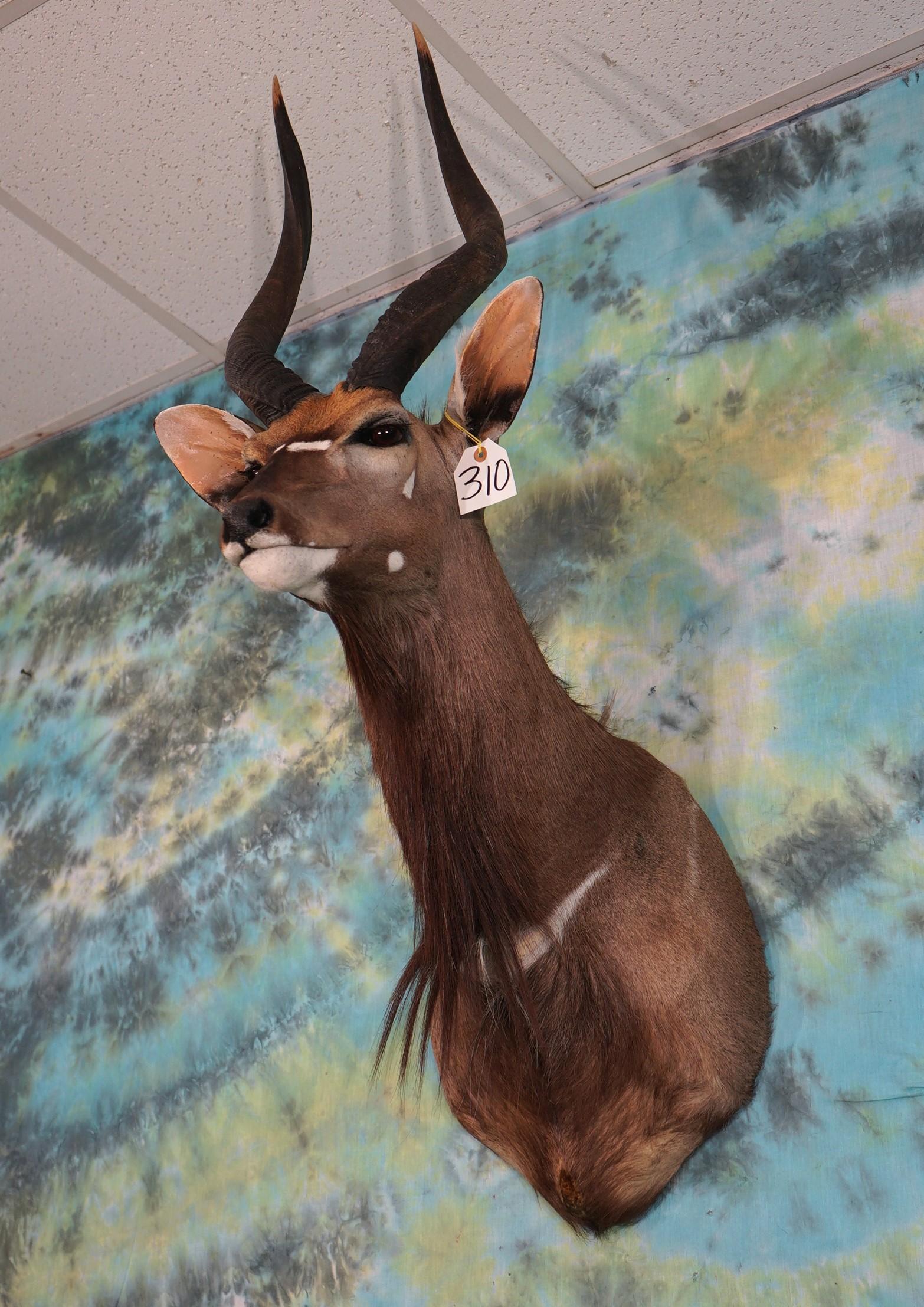 African Southern Nyala Shoulder Taxidermy Mount
