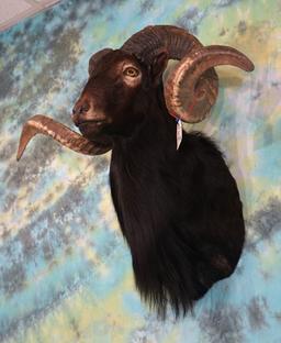 Black Hawaiian Sheep Shoulder Taxidermy Ram Mount