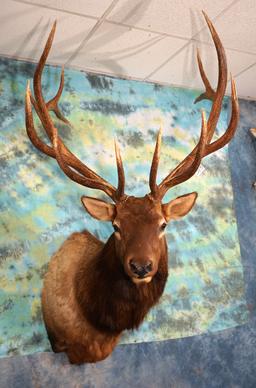 Majestic 7 x 6 375 gross Elk Shoulder Taxidermy Mount