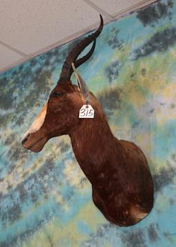 African Blesbuck Antelope Shoulder Taxidermy Mount