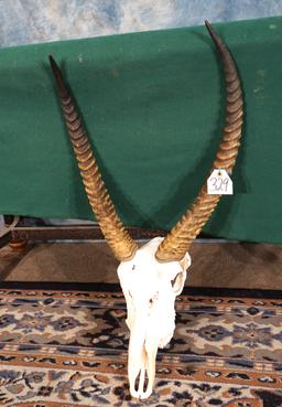 African Waterbuck Antelope Skull Taxidermy