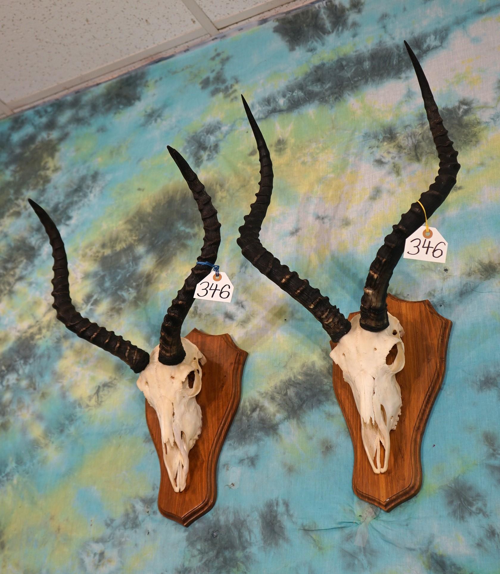 Nice New Pair of African Impala Horns on Finished Wood Panels Taxidermy