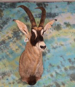 African Roan Antelope Shoulder Taxidermy Mount