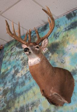 22pts. 220 gross Iowa Whitetail Deer Shoulder Taxidermy Mount