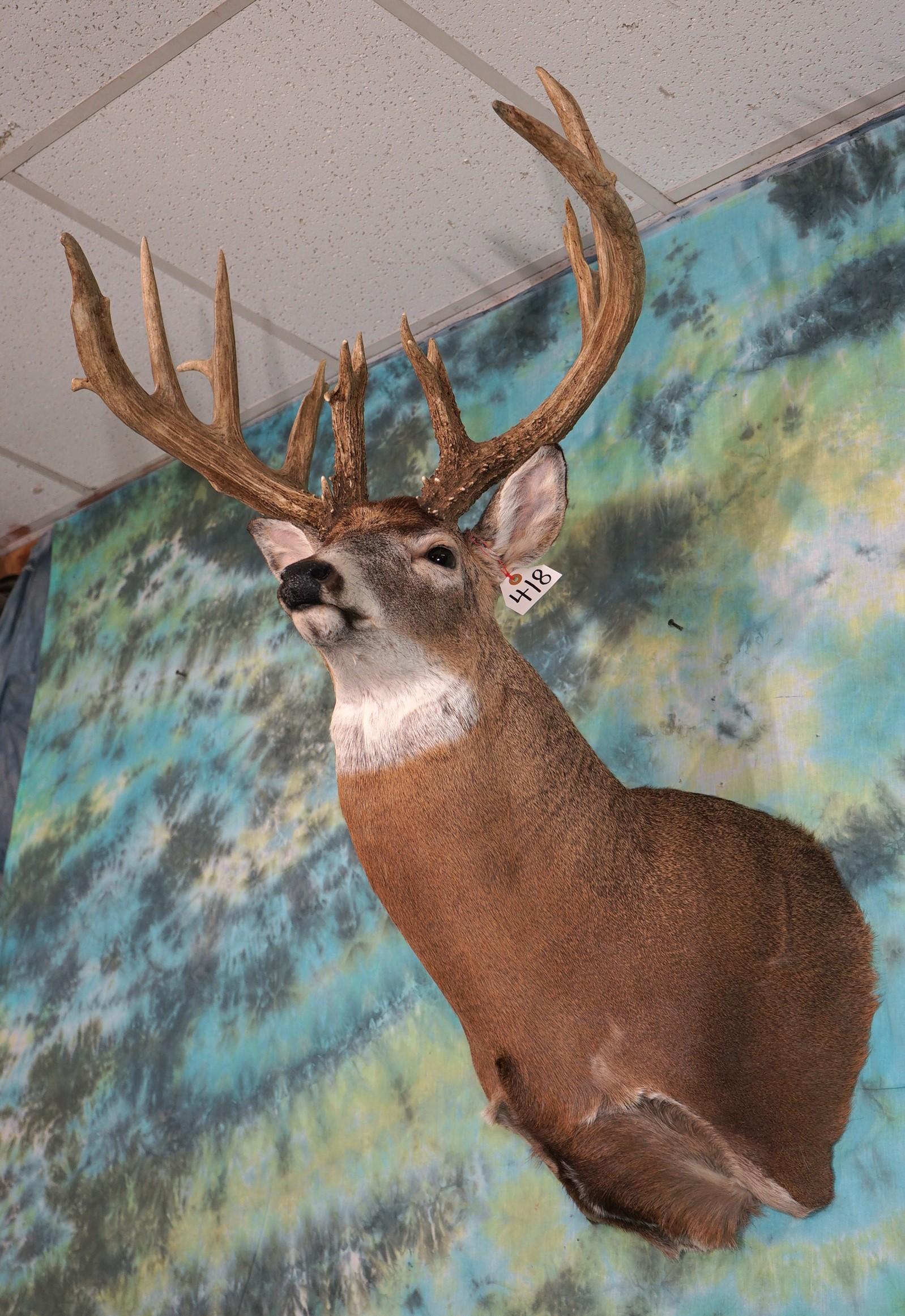 22pts. 220 gross Iowa Whitetail Deer Shoulder Taxidermy Mount