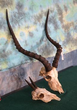 African Bush Duiker & Southern Impala Skulls Taxidermy