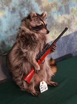 Brand New Full Body Raccoon Going Hunting Taxidermy Novelty Mount
