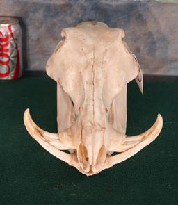 African Warthog Skull Taxidermy