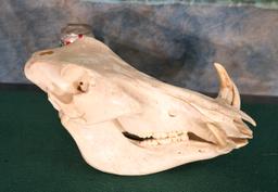 African Warthog Skull Taxidermy