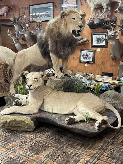 Superior Animal Brokers Taxidermy Auction Day 1