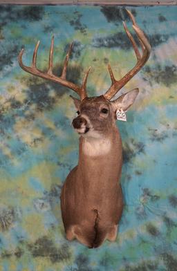 Wide South Texas 10pt. Whitetail Deer Shoulder Taxidermy Mount