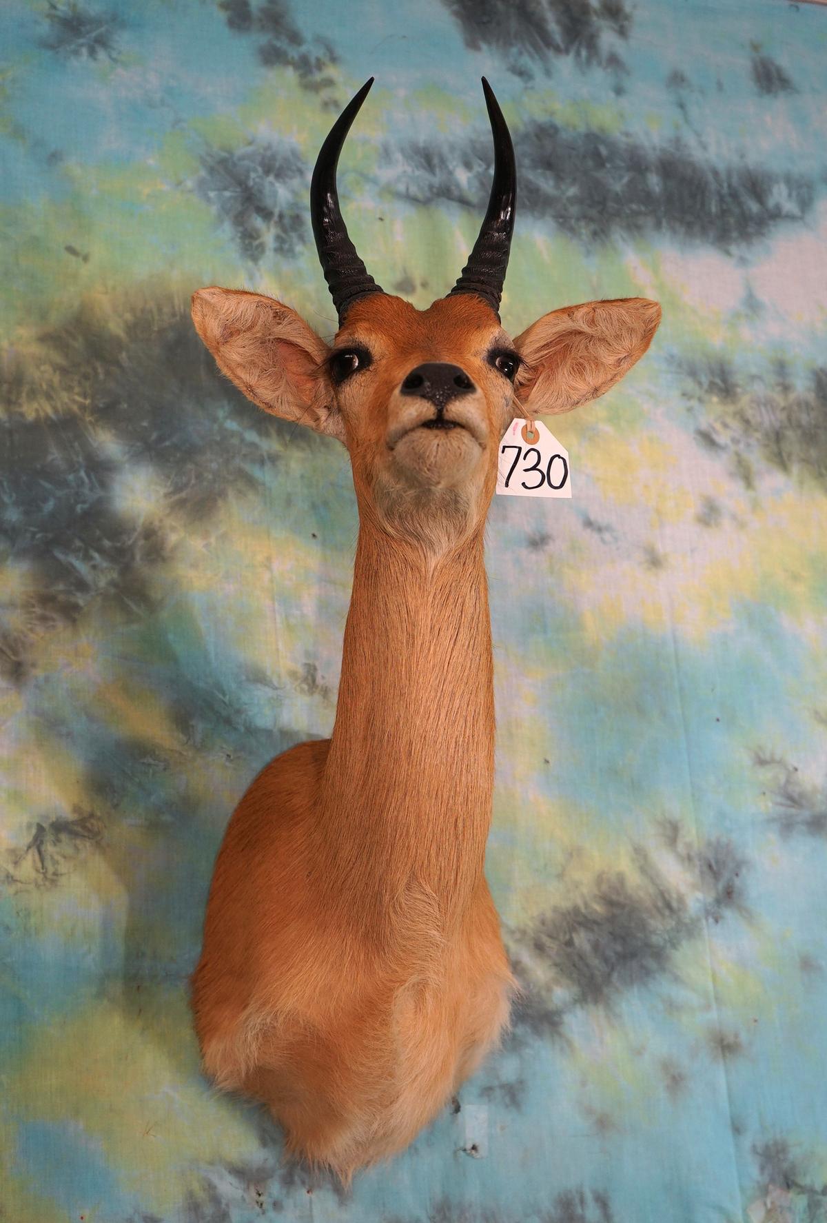 Western Bohor Reedbuck Shoulder Taxidermy Mount