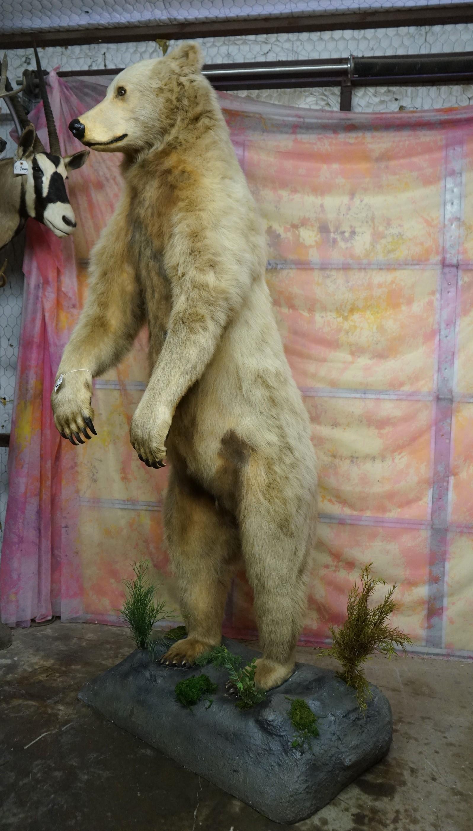 Pretty Blonde Alaskan Brown Bear Full Body Taxidermy Mount