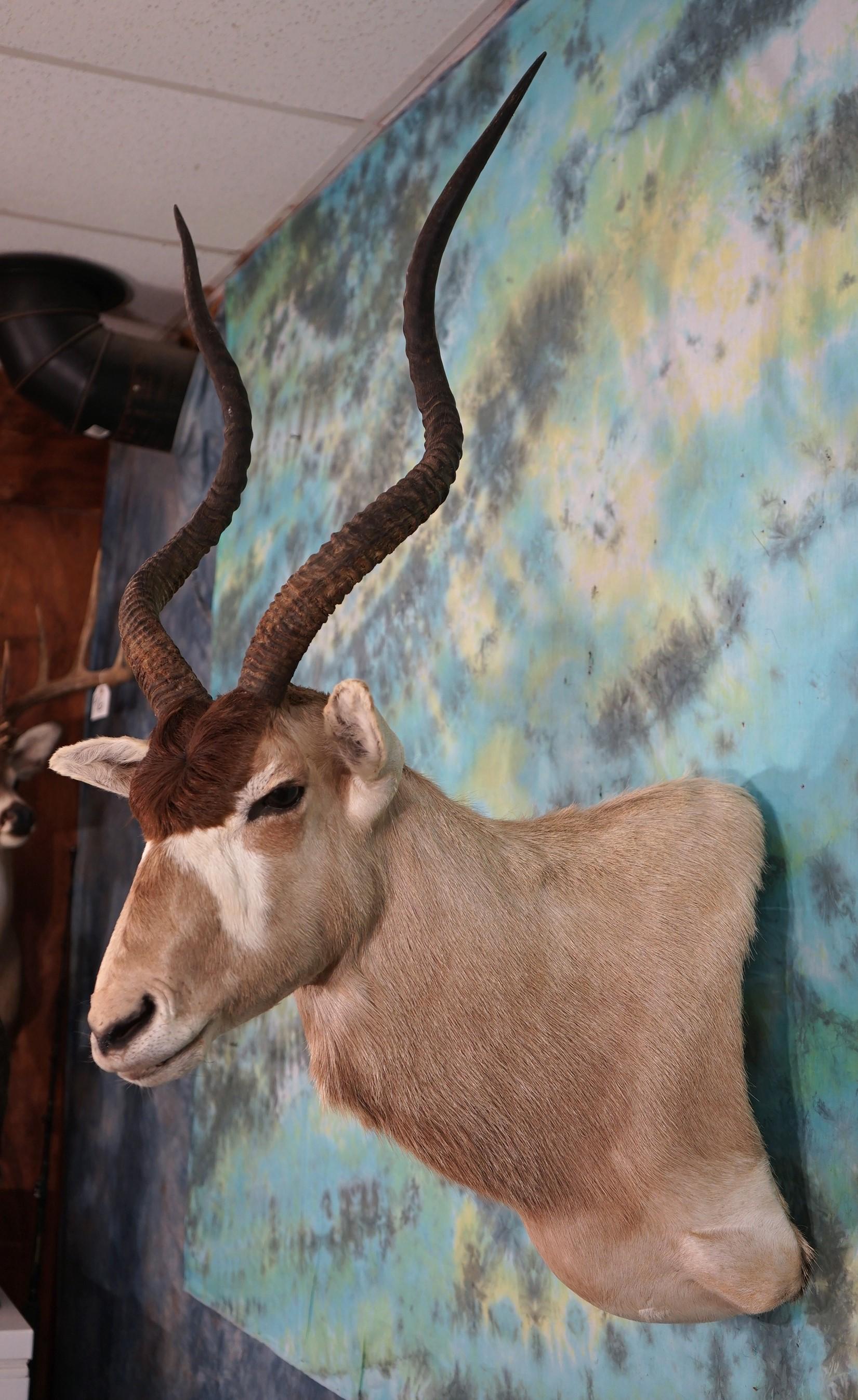 Addax Antelope Shoulder Taxidermy Mount