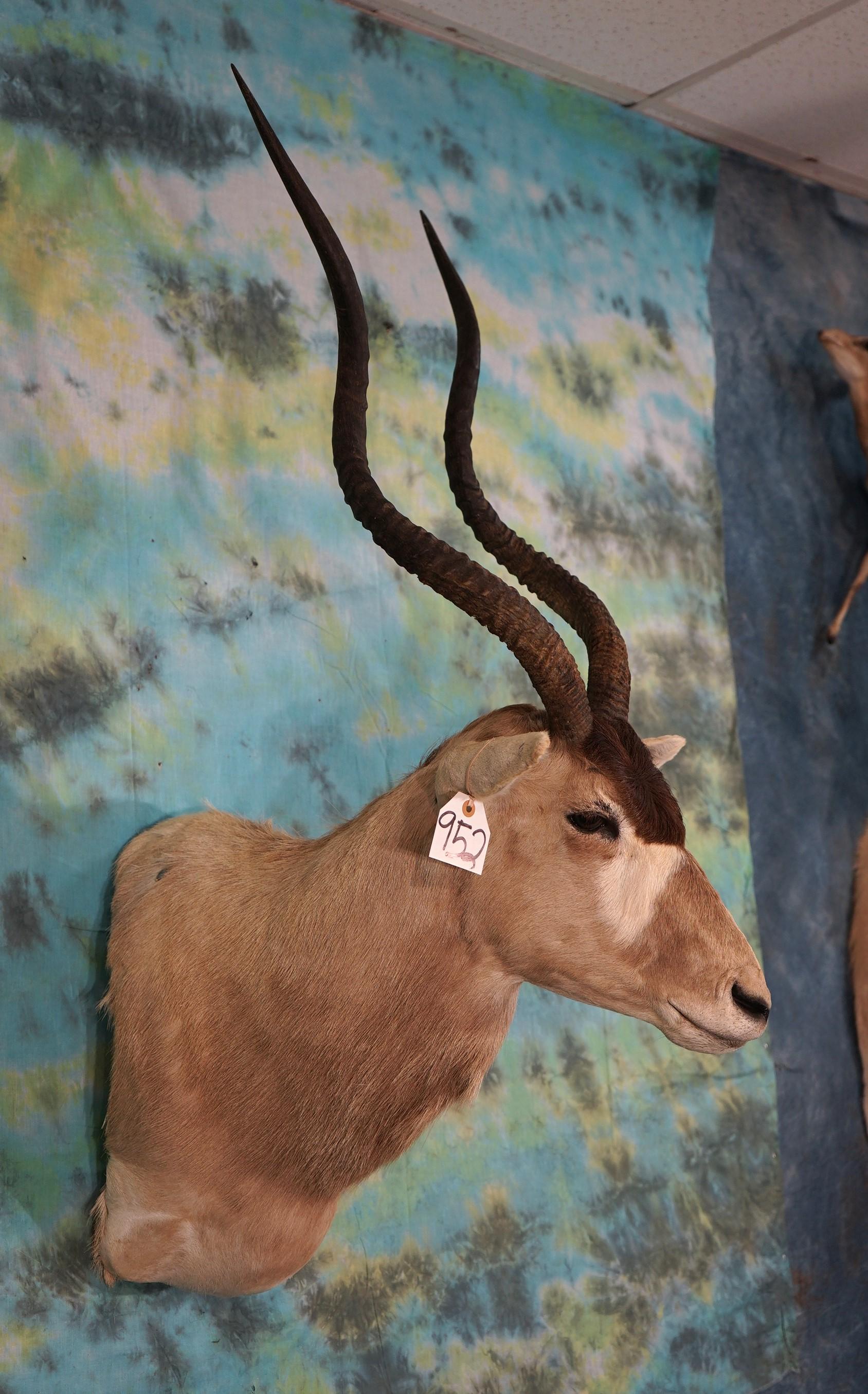 Addax Antelope Shoulder Taxidermy Mount