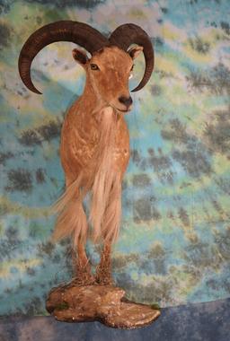 Half Body Aoudad Sheep Taxidermy Ram Mount