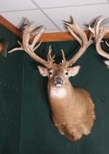 297 5/8" gross Wisconsin Non-Typical Whitetail Deer Shoulder Taxidermy