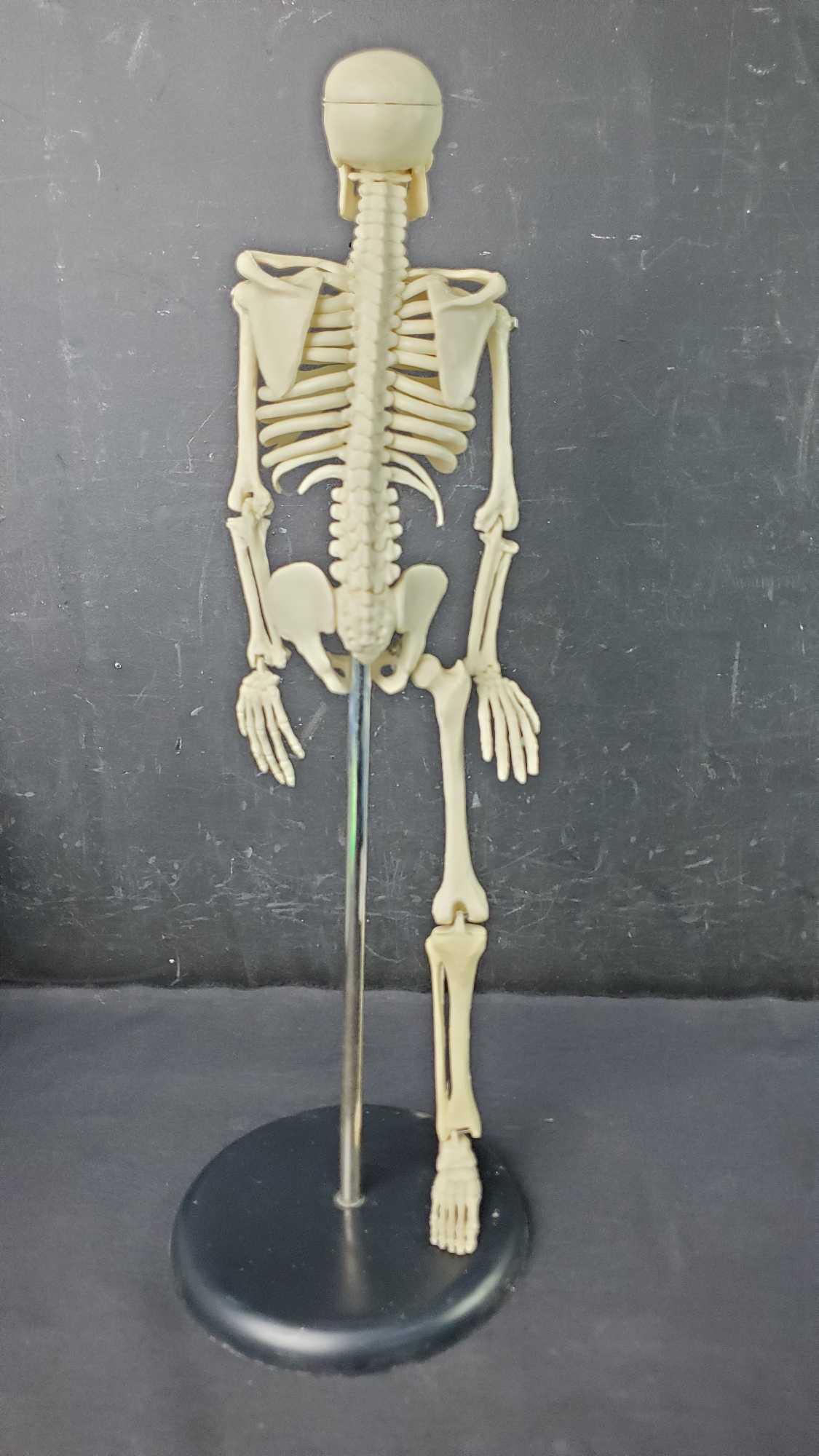 Tiny Harvey skeleton 17in tall missing leg bones in envelope