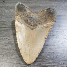 4" X 5 1/2" Megalodon Shark Tooth Fossil