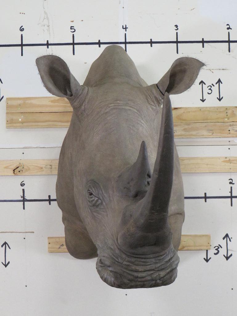 Cool Reproduction Rhino Sh Mt TAXIDERMY