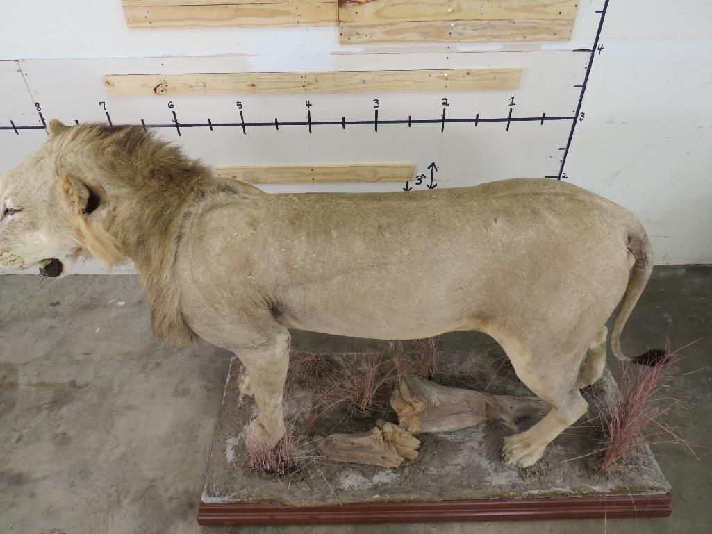 Nice Lifesize African Lion on High Quality Base w/wheels *TX RES ONLY* TAXIDERMY
