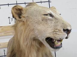 Nice Lifesize African Lion on High Quality Base w/wheels *TX RES ONLY* TAXIDERMY