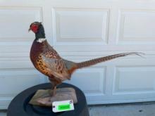 Beautiful, standing Ringneck pheasant mount on a wood base, 30 inches long x 19 inches tall, excelle