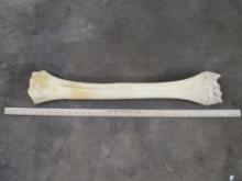 Giraffe Leg Bone TAXIDERMY