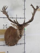 Red Stag Sh Mt w/Removable Antlers TAXIDERMY