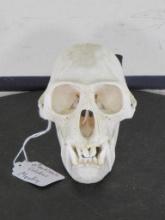 Very nice, rarely seen Black & white Colobus Monkey Skull (Male) Has all teeth TAXIDERMY
