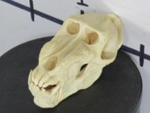 Very Cool Reproduction Male Mandrill Skull w/removable jaw TAXIDERMY