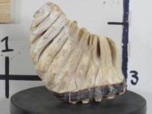 XL Elephant Tooth *TX RES ONLY* TAXIDERMY